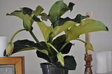 MEDINILLA MAGNIFI...